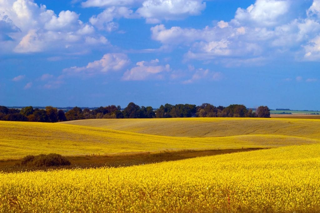 Field under a blue sky with clouds