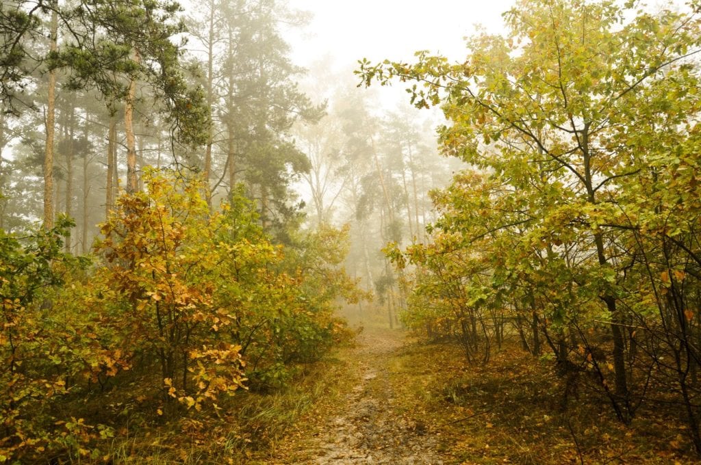 Bushy path that led to a forest