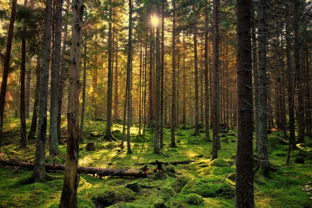 Mossy forest with tall trees